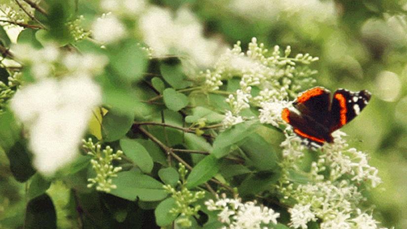 orange and black butterfly on green bush with white flowers