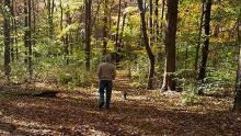 person and dog walk through woods with fall leaves